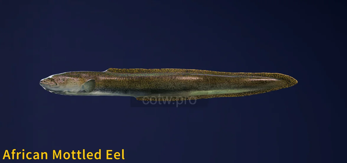 African Mottled Eel