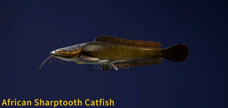 African Sharptooth Carp Image