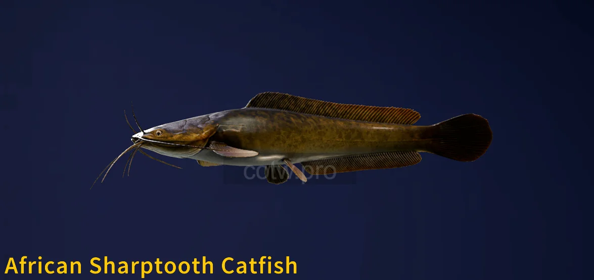 African Sharptooth Catfish