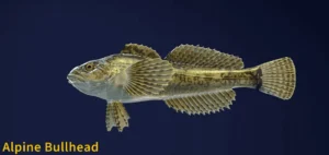 Image of Alpine Bullhead