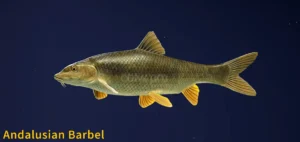 Image of Andalusian Barbel