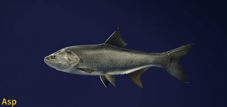Image of an Asp taken from the Call of the Wild The Angler game.