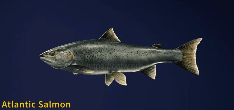 Image of an Atlantic Salmon taken from the Call of the Wild The Angler game.