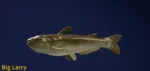 Big Larry Legendary Fish