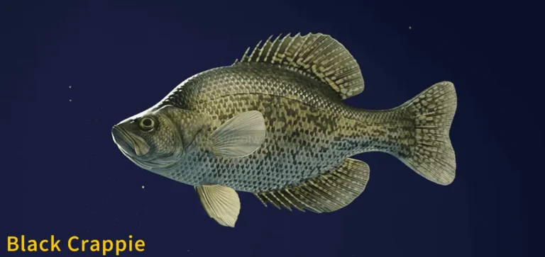 Image of a Black Crappie taken from the Call of the Wild The Angler game.