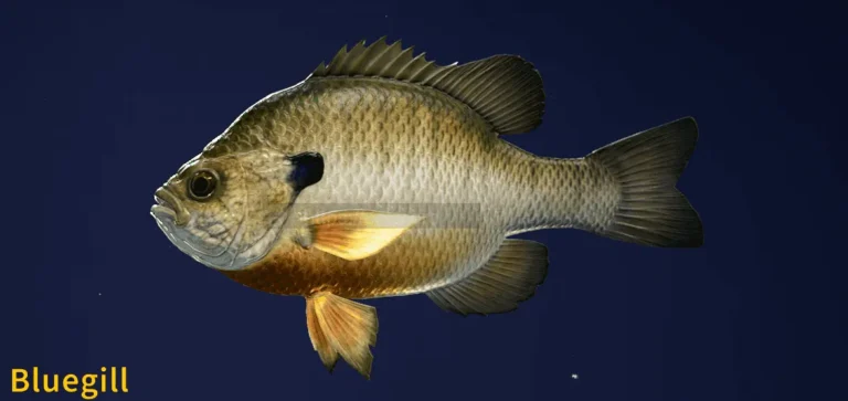 Image of a Bluegill taken from the Call of the Wild The Angler game.