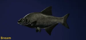 Image of Bream