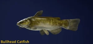 Image of a Bullhead Catfish taken from the Call of the Wild The Angler game.
