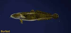 Image of a Burbot taken from the Call of the Wild The Angler game.