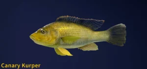 Image of Canary Kurper