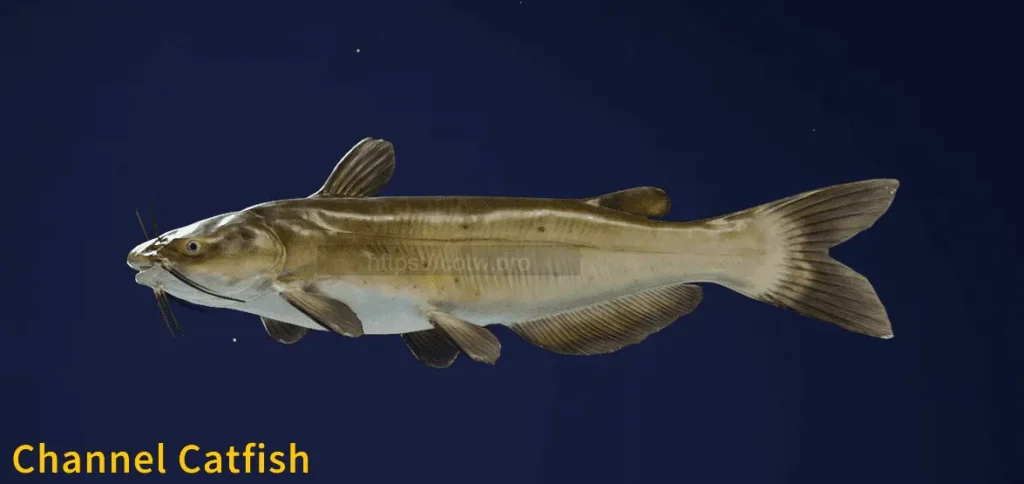 Image of a Channel Catfish taken from the Call of the Wild The Angler game.