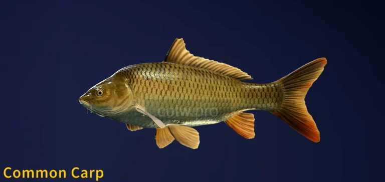 The Common Carp in COTW The Angler game