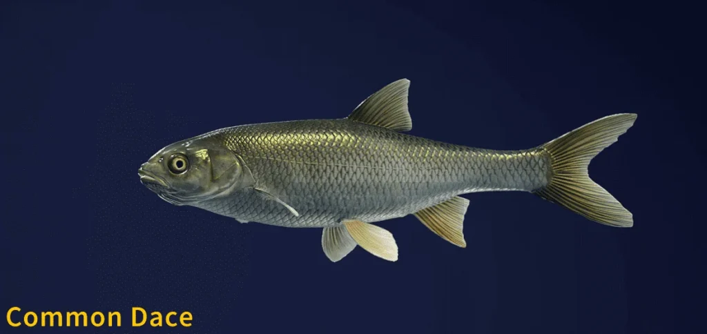 The image of a Common Dace taken from the Call of the Wild The Angler game