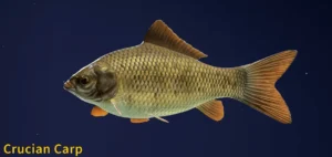 Image of Crucian Carp