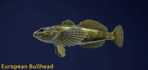 Image of European Bullhead