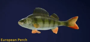 Image of an European Perch taken from the Call of the Wild The Angler game.