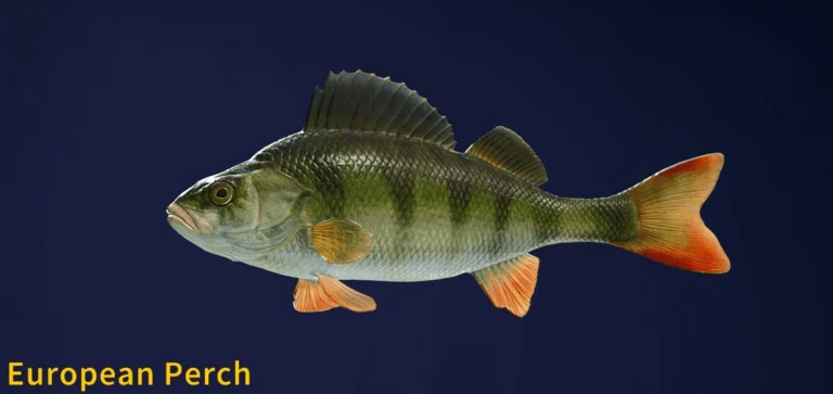 Image of an European Perch taken from the Call of the Wild The Angler game.