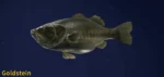 Goldstein, the legendary Largemouth Bass in COTW The Angler Game