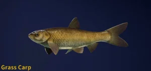 Image of Grass Carp