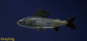 Image of Grayling