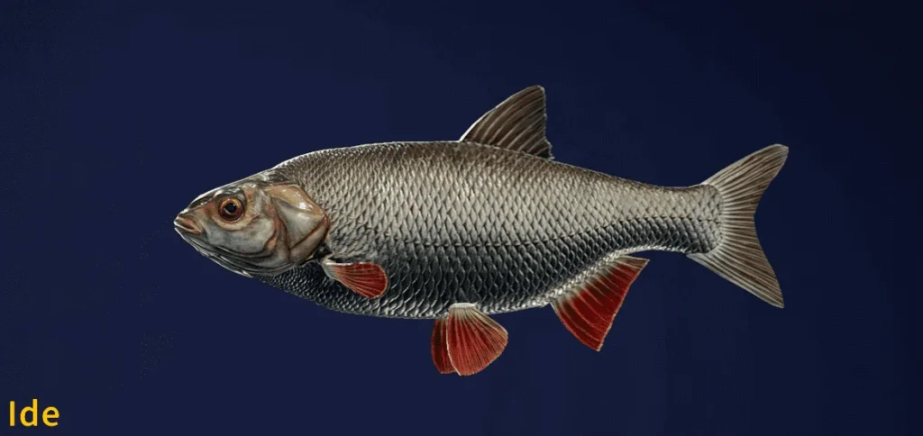 Image of an Ide taken from the Call of the Wild The Angler game.