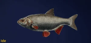 Image of an Ide taken from the Call of the Wild The Angler game.