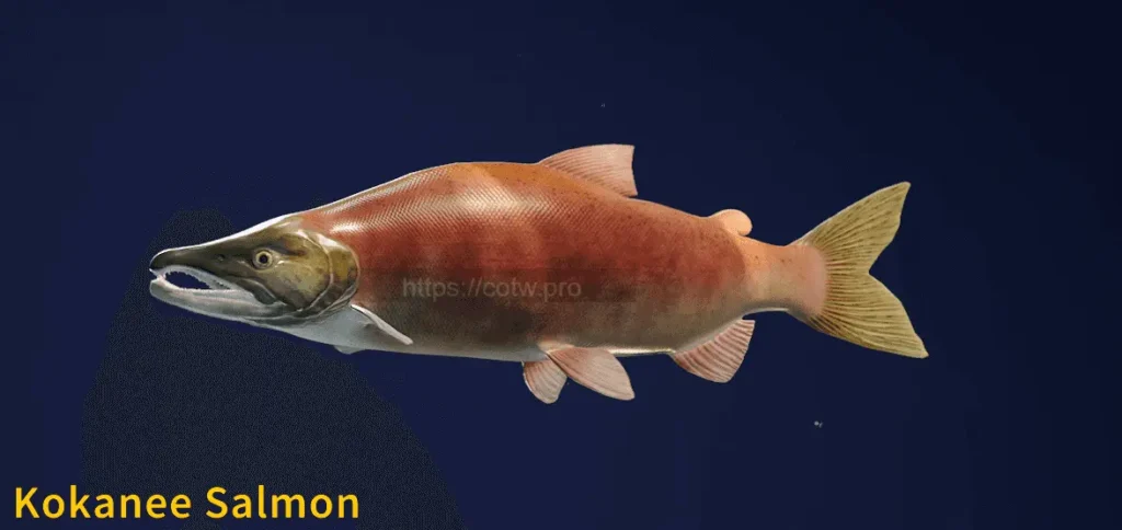 Image of a Kokanee Salmon taken from the Call of the Wild The Angler game.