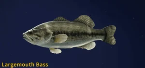 Image of Largemouth Bass