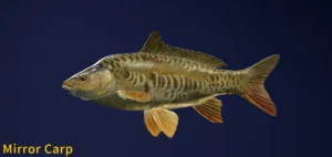 Image of a Mirror Carp in COTW the Angler game