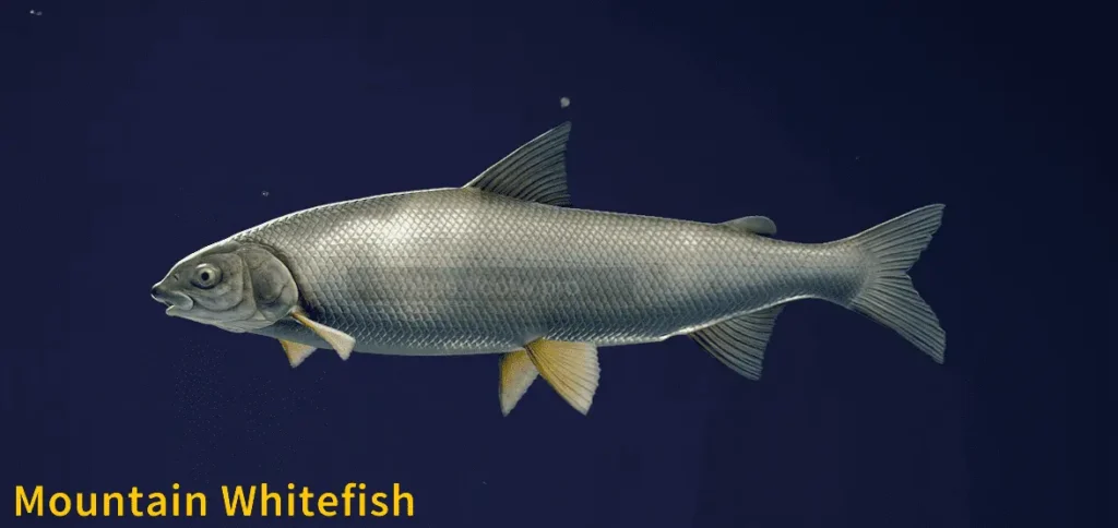 Image of a Mountain Whitefish taken from the Call of the Wild The Angler game.