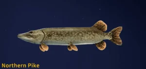 Image of a Northern Pike taken from the Call of the Wild The Angler game.