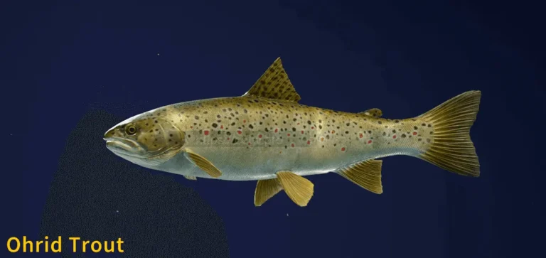 Image of an Ohrid Trout taken from the Call of the Wild The Angler game.