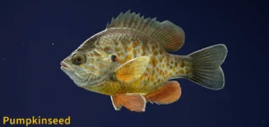 Image of Pumpkinseed