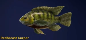 Image of Redbreast Kurper