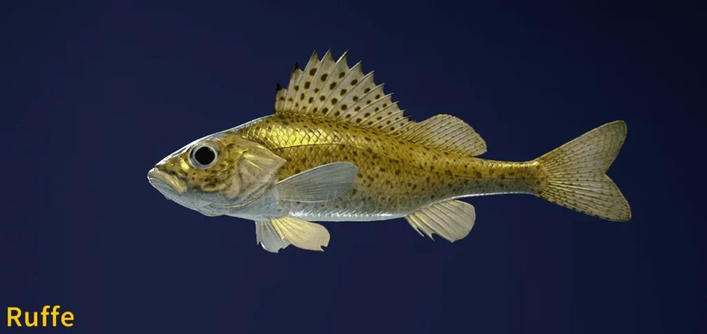 Image of an Ruffe taken from the Call of the Wild The Angler game.