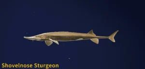 Image of a Shovelnose Sturgeon taken from the Call of the Wild The Angler game.