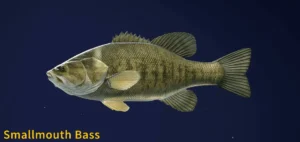 Image of a Smallmouth Bass taken from the Call of the Wild The Angler game.