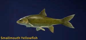 Image of Smallmouth Yellowfish