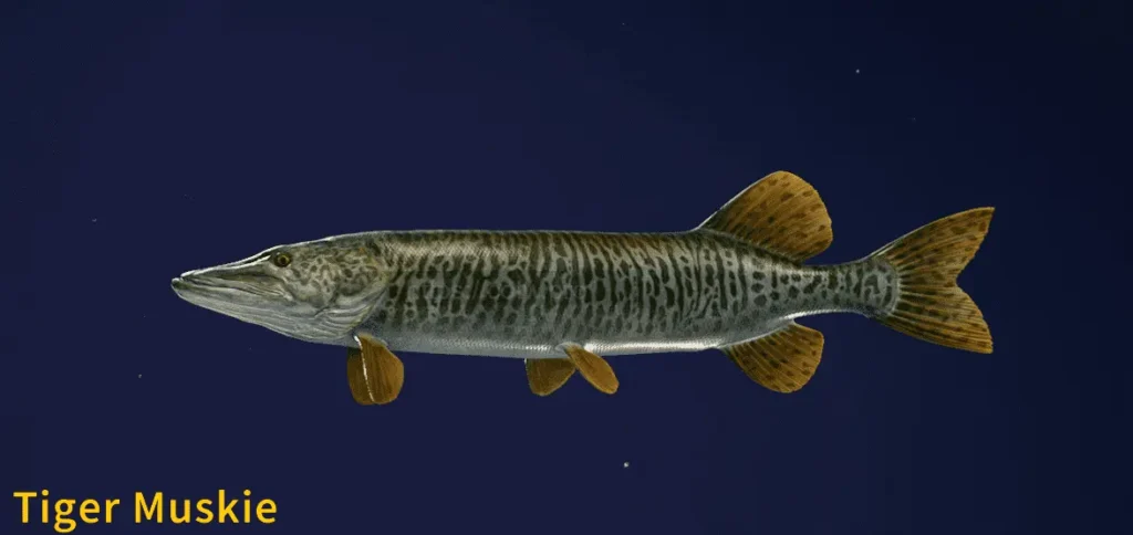 Image of a Tiger Muskie taken from the Call of the Wild The Angler game.