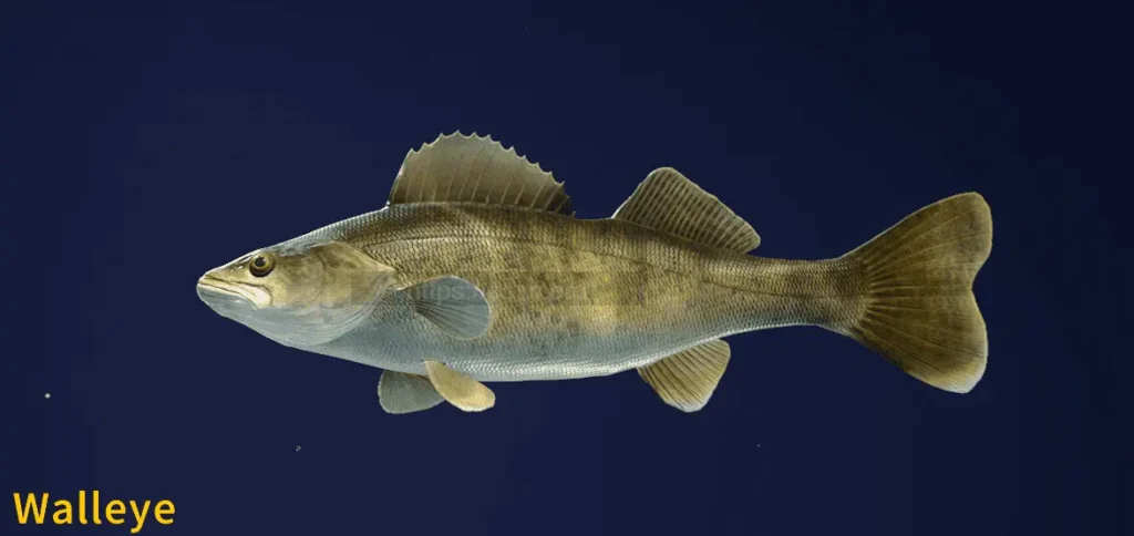 Image of a Walleye taken from the Call of the Wild The Angler game.