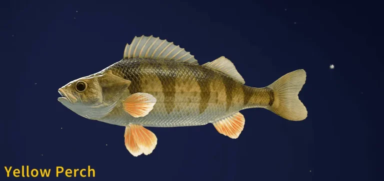 Image of a Yellow Perch taken from the Call of the Wild The Angler game.