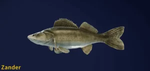 Image of an Zander taken from the Call of the Wild The Angler game.