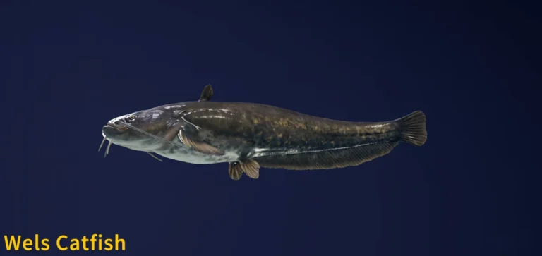 Wels Catfish Image - The Biggest Fish in COTW The Angler Game