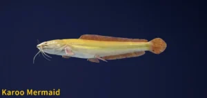 Karoo Mermaid Legendary Fish