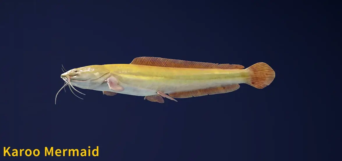 Karoo Mermaid Legendary Fish