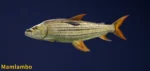 Mamlambo Legendary Fish