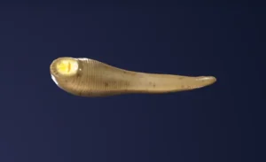 Leeches