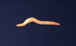 Redworm thumbnail