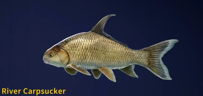 River Carpsucker