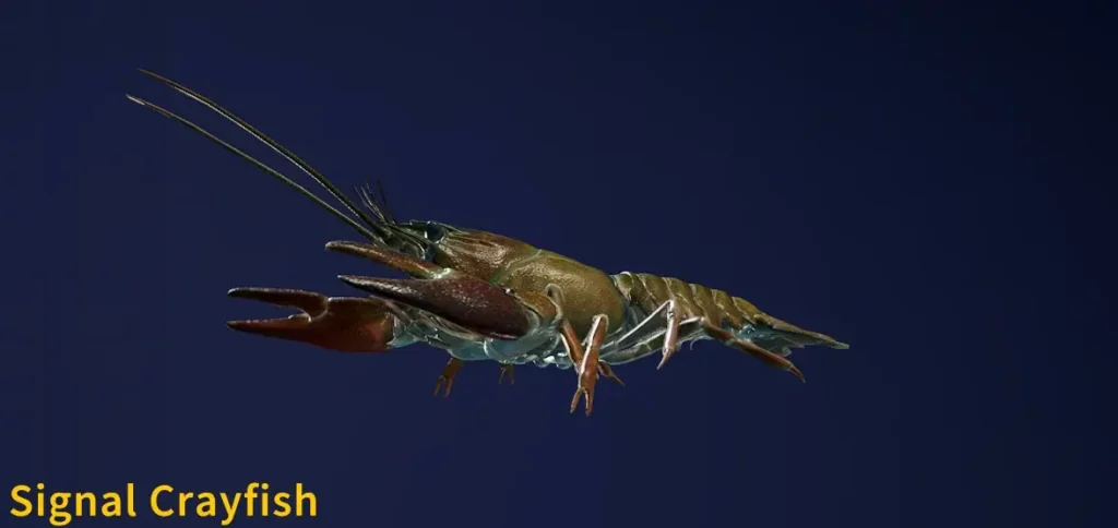 Signal Crayfish
